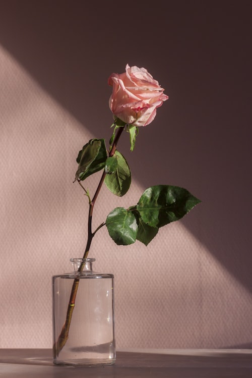 Fleurs Saint-Valentin