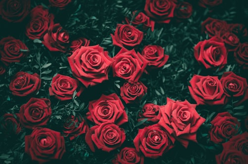 Fleurs Celebration
